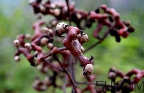 血藤跟拐棗可以一起泡酒嗎？拐棗可以和什么搭配泡酒？