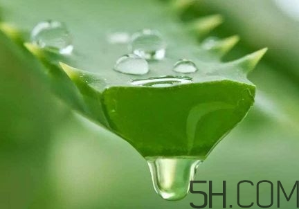 蘆薈泡酒可以喝嗎？蘆薈泡酒治什么??？