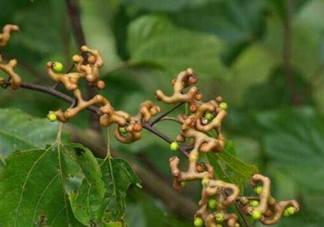 拐棗是什么？拐棗可以生吃嗎？