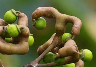 拐棗孕婦可以吃嗎？孕婦吃拐棗有什么好處？