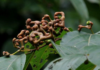 拐棗能夠治療風(fēng)濕嗎？拐棗的藥用價(jià)值有哪些？