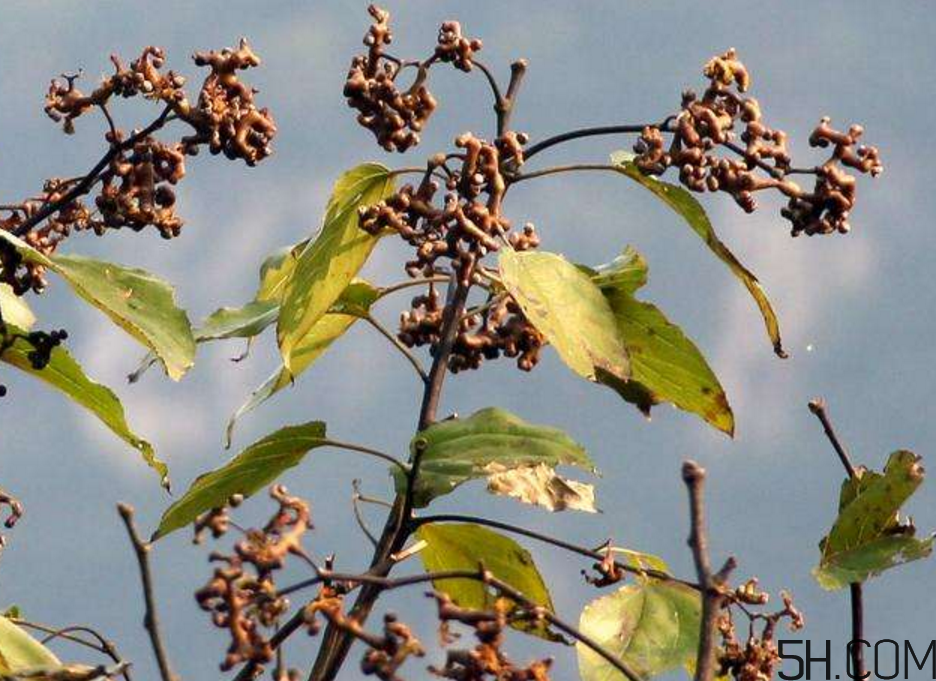 拐棗是什么？拐棗可以生吃嗎？