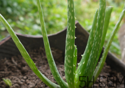 蘆薈泡酒可以喝嗎？蘆薈泡酒治什么?。?></center><p>蘆薈酒雖有苦味，但直接飲用或加水飲用皆可，亦可適當加點甜味料，或與其他果酒或藥酒調制雞尾酒。</p><p>蘆薈味苦，性寒;歸肝、胃、大腸經;有清肝熱、通便作用;常用于便秘，小兒疳積，驚風;外治濕癬。</p><p>可以治打呼嚕，適量養(yǎng)胃，促進排便及新陳代謝，能排除體內毒素，調節(jié)內分泌，中和黑色素，提高膠原蛋白的合成機能。</p><p style=