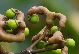 拐棗孕婦可以吃嗎？孕婦吃拐棗有什么好處？
