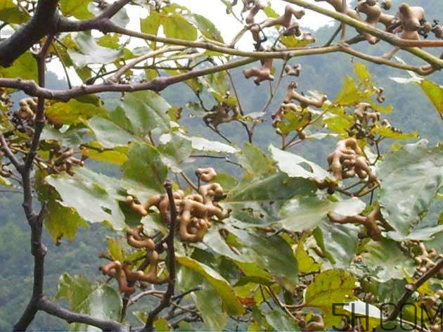 拐棗能夠治療風(fēng)濕嗎？拐棗的藥用價值有哪些？