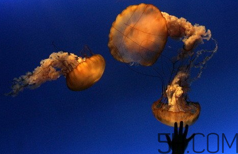 海蜇頭是葷的還是素的？海蜇頭能帶上飛機(jī)嗎