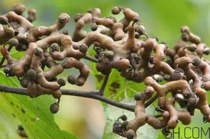 拐棗泡酒要去籽嗎？拐棗泡酒的副作用