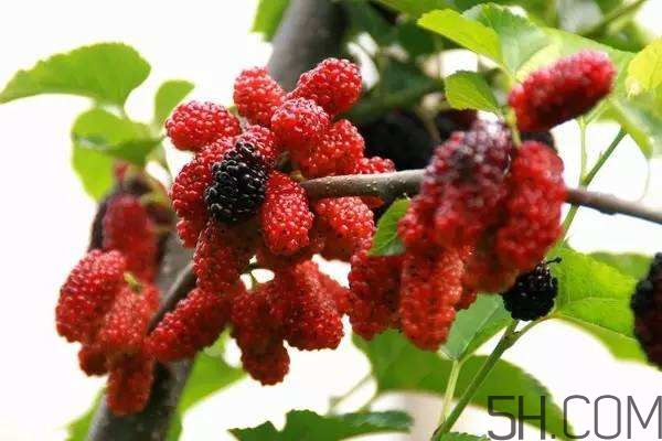 血藤跟拐棗可以一起泡酒嗎？拐棗可以和什么搭配泡酒？