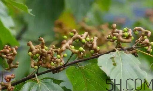 拐棗可以和枸杞一起泡酒嗎？拐棗和枸杞泡酒怎么做？