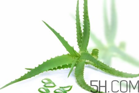 蘆薈泡酒可以喝嗎？蘆薈泡酒治什么??？