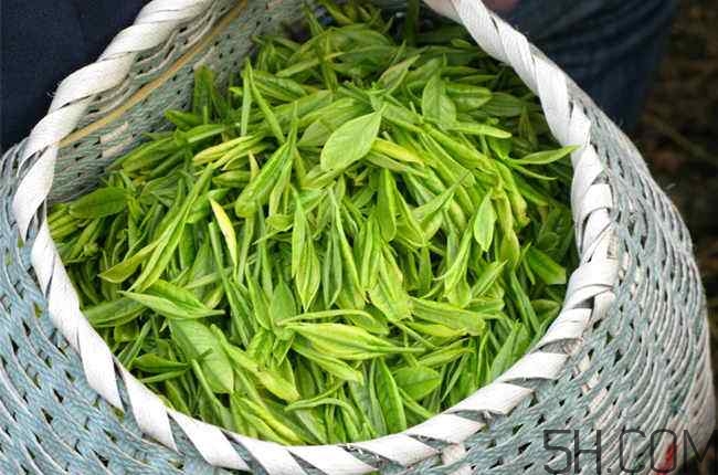 茶葉發(fā)霉是什么樣子？茶葉發(fā)霉怎么鑒別？