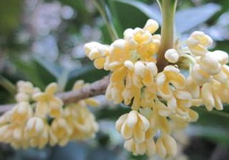 桂花可以放冰箱嗎？新鮮桂花可以放冰箱嗎？