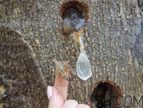 雪燕孕婦可以吃嗎？雪燕的價格多少錢一斤