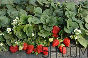 草莓都有哪些熱門品種？草莓怎么放不容易壞？