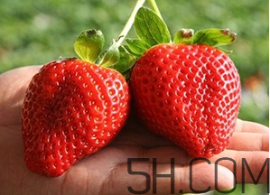 草莓都有哪些熱門品種？草莓怎么放不容易壞？