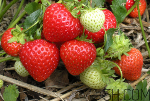 草莓怎么洗不會爛掉？草莓農(nóng)藥殘留為什么多？