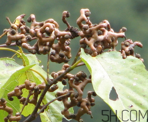 萬壽果是什么水果 萬壽果是木瓜嗎 萬壽果是什么水果 萬壽果是木瓜嗎