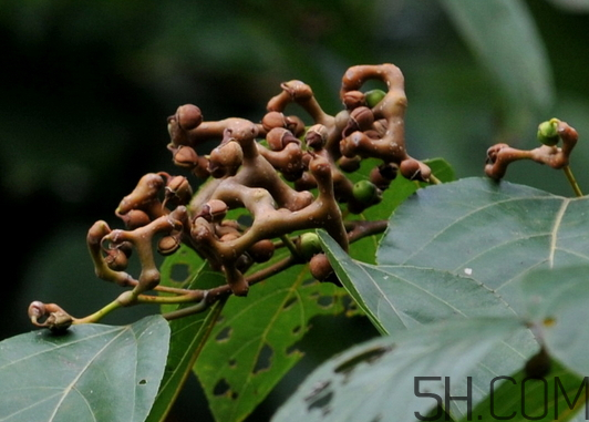 萬壽果是什么水果 萬壽果是木瓜嗎 萬壽果是什么水果 萬壽果是木瓜嗎