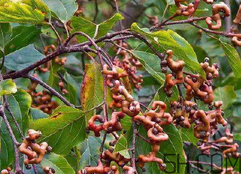 萬(wàn)壽果泡酒要去籽嗎 萬(wàn)壽果泡酒配方 萬(wàn)壽果泡酒要去籽嗎 萬(wàn)壽果泡酒配方