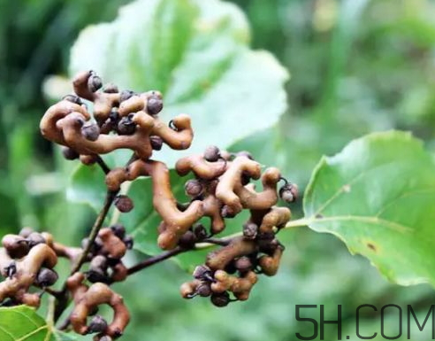 萬(wàn)壽果泡酒要去籽嗎 萬(wàn)壽果泡酒配方 萬(wàn)壽果泡酒要去籽嗎 萬(wàn)壽果泡酒配方