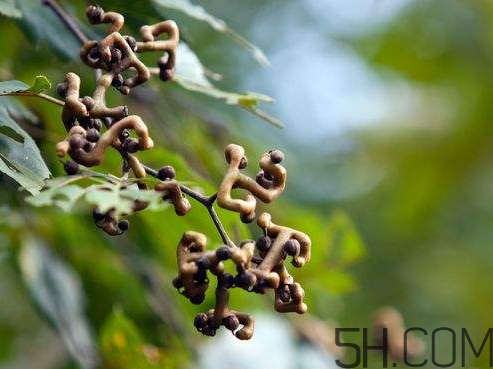 萬(wàn)壽果泡酒要去籽嗎 萬(wàn)壽果泡酒配方 萬(wàn)壽果泡酒要去籽嗎 萬(wàn)壽果泡酒配方