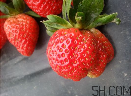 奶油草莓是不是轉基因？激素草莓的危害有哪些？