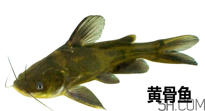 黃骨魚是發(fā)物嗎？黃骨魚是什么魚？