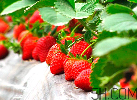 奶油草莓和巧克力草莓哪個更好吃？奶油草莓的區(qū)分