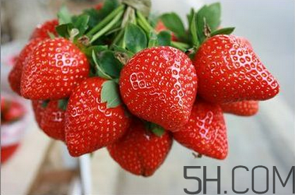 奶油草莓和巧克力草莓哪個更好吃？奶油草莓的區(qū)分
