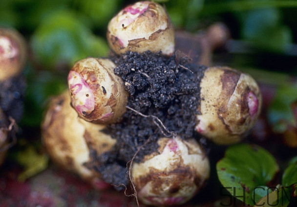 洋姜是什么時(shí)候成熟？洋姜是發(fā)物嗎