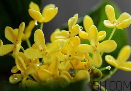 桂花可以放冰箱嗎？新鮮桂花可以放冰箱嗎？