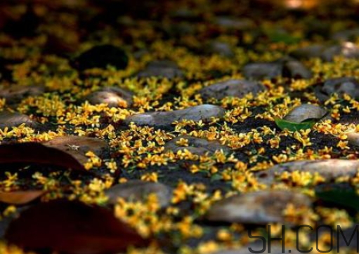 桂花可以放冰箱嗎？新鮮桂花可以放冰箱嗎？