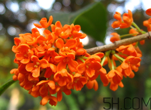 丹桂和金桂哪個好 丹桂和金桂的區(qū)別圖片 丹桂和金桂哪個好 丹桂和金桂的區(qū)別圖片