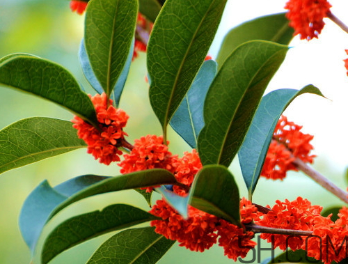 丹桂和金桂哪個好 丹桂和金桂的區(qū)別圖片 丹桂和金桂哪個好 丹桂和金桂的區(qū)別圖片