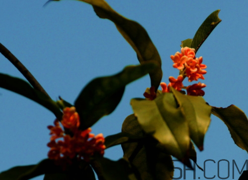 丹桂和金桂哪個好 丹桂和金桂的區(qū)別圖片 丹桂和金桂哪個好 丹桂和金桂的區(qū)別圖片