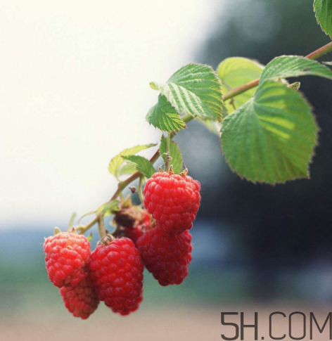 覆盆子有什么作用？覆盆子的營養(yǎng)價值