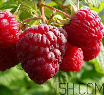 覆盆子有什么作用？覆盆子的營養(yǎng)價值