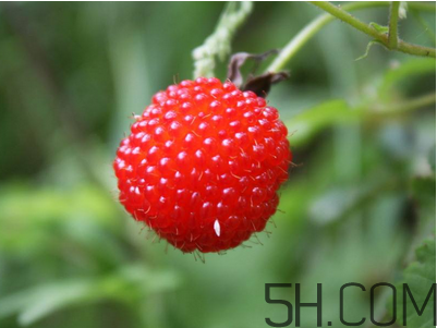 覆盆子的作用有哪些？覆盆子和桑葚哪個(gè)好吃？