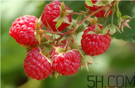 覆盆子茶如何喝?覆盆子茶的作用 覆盆子茶如何喝?覆盆子茶的作用