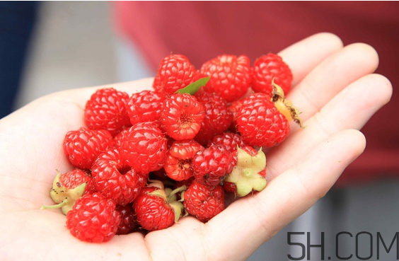 樹莓可以冷凍幾天？野草莓是樹莓嗎？