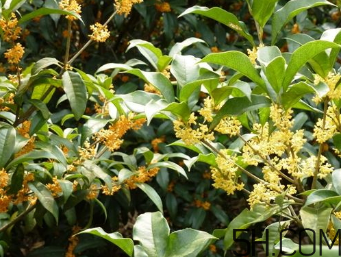 銀桂花好還是白桂花好 銀桂花和白桂花的區(qū)別 銀桂花好還是白桂花好 銀桂花和白桂花的區(qū)別