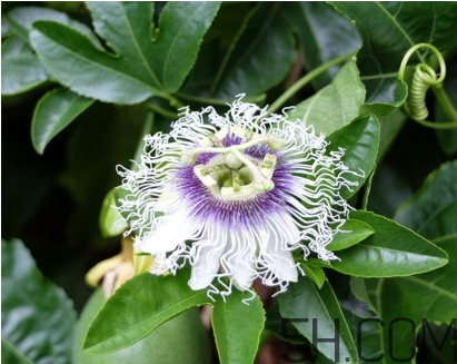 什么時候種植百香果最適宜？百香果軟的好還是硬的好？