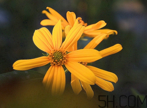 鬼子姜什么時候成熟？為什么叫鬼子姜