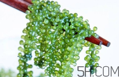 海葡萄好吃嗎？海葡萄怎么吃