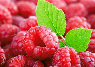 覆盆子有毒嗎？孕婦喝覆盆子茶的注意事項