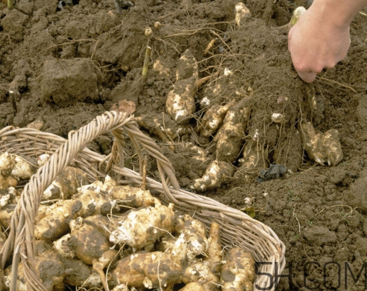 什么人不能吃洋姜？洋姜怎么保存