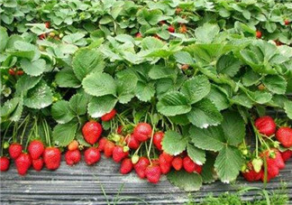 草莓是幾月份的水果？吃草莓可以美白嗎？