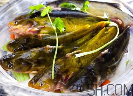 黃骨魚是發(fā)物嗎？黃骨魚是什么魚？