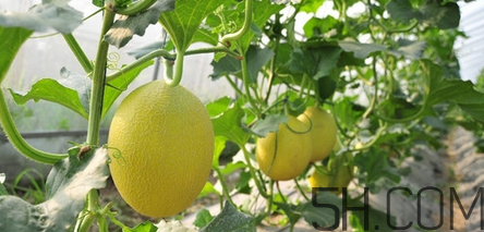 哈密瓜怎么挑選好吃？切開的哈密瓜怎么保存？