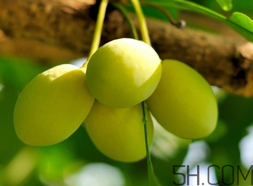 銀杏果可以吃嗎 銀杏果可以生吃嗎 銀杏果可以吃嗎 銀杏果可以生吃嗎